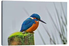 Lienzo Kingfisher