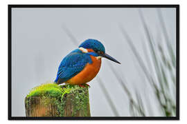 Gerahmter Kunstdruck Eisvogel
