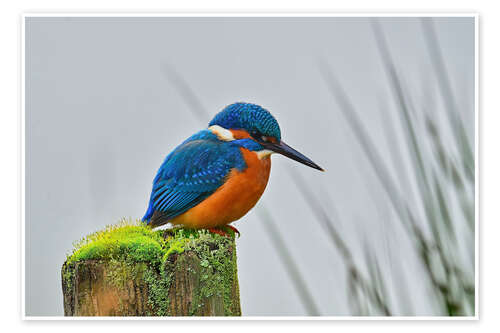 Poster Kingfisher