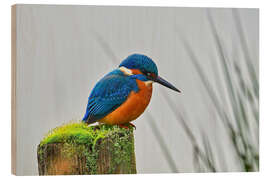 Hout print Kingfisher
