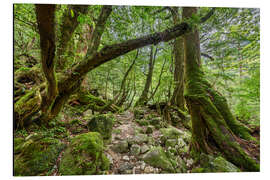 Alubild Im Schatten der Bäume - Jan Christopher Becke