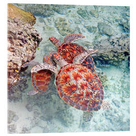 Akrylbillede Green sea turtles - GUGIGEI