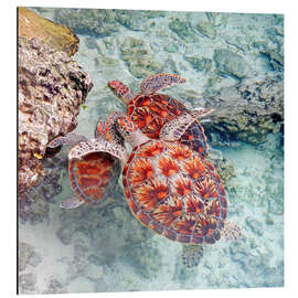 Cuadro de aluminio Green sea turtles - GUGIGEI