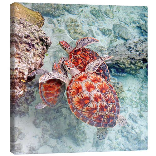 Obraz na płótnie Green sea turtles
