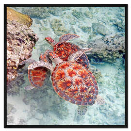 Gerahmter Kunstdruck Grüne Meeresschildkröten