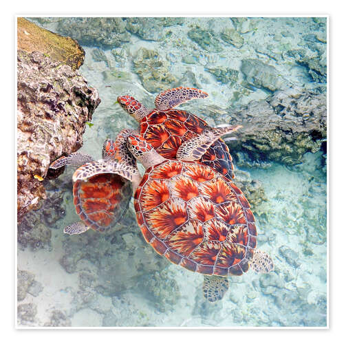 Poster Green sea turtles