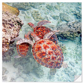 Wandsticker Grüne Meeresschildkröten