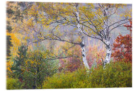 Akrylglastavla Birches in autumn - Moqui, Daniela Beyer