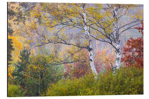 Aluminium print Birches in autumn