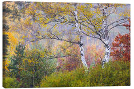 Canvas print Birches in autumn - Moqui, Daniela Beyer