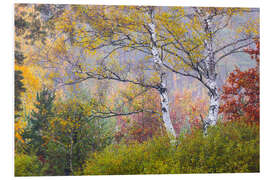 Hartschaumbild Birken im Herbst