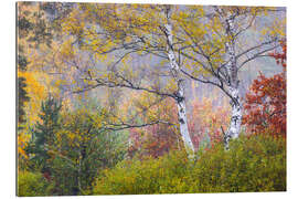 Gallery Print Birken im Herbst