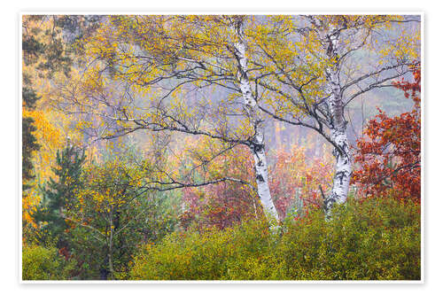 Poster Birches in autumn