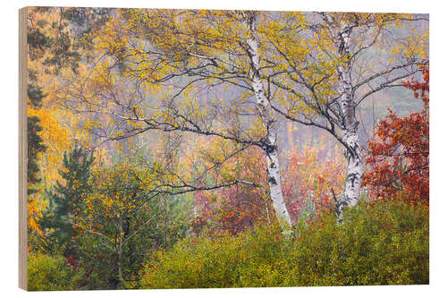 Wood print Birches in autumn