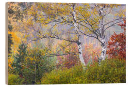 Wood print Birches in autumn - Moqui, Daniela Beyer