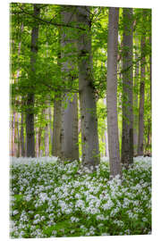 Akrylbilde Beech trees in the wild garlic carpet - Moqui, Daniela Beyer