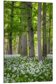 Aluminium print Beech trees in the wild garlic carpet - Moqui, Daniela Beyer