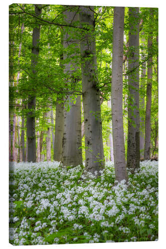 Obraz na płótnie Beech trees in the wild garlic carpet