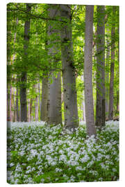 Obraz na płótnie Beech trees in the wild garlic carpet - Moqui, Daniela Beyer