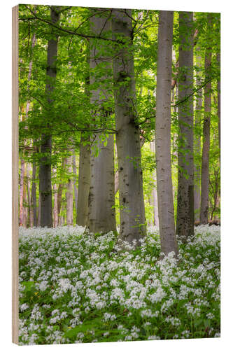 Cuadro de madera Beech trees in the wild garlic carpet