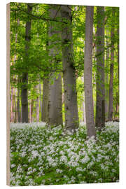 Cuadro de madera Beech trees in the wild garlic carpet - Moqui, Daniela Beyer