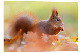 Acrylic print The Smiling Squirrel