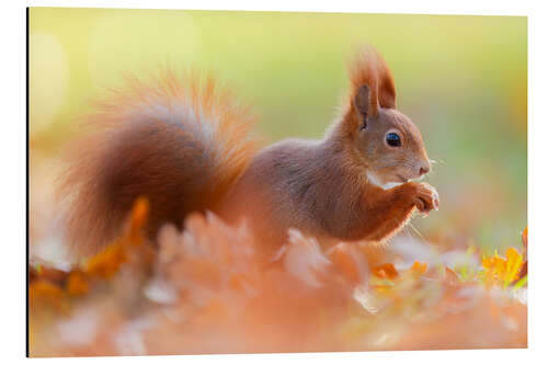 Cuadro de aluminio The Smiling Squirrel