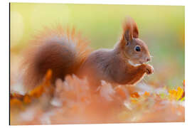 Cuadro de aluminio The Smiling Squirrel - Moqui, Daniela Beyer