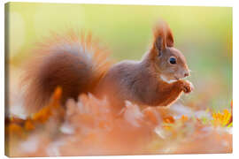 Canvas print The Smiling Squirrel