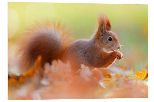 Quadro em PVC The Smiling Squirrel