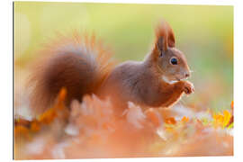 Gallery Print Das lächelnde Eichhörnchen