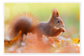 Wall print The Smiling Squirrel - Moqui, Daniela Beyer