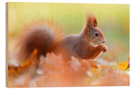 Quadro de madeira The Smiling Squirrel