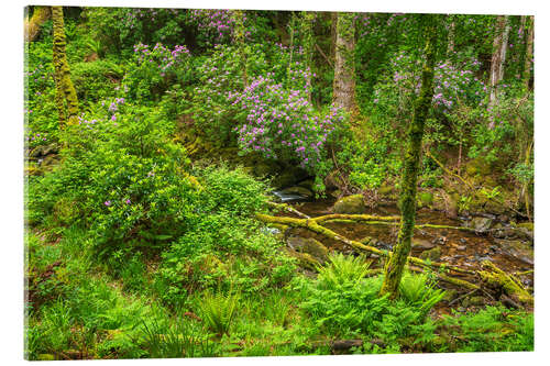 Akrylglastavla Stream in the enchanted spring forest