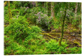 Akrylglastavla Stream in the enchanted spring forest - Moqui, Daniela Beyer