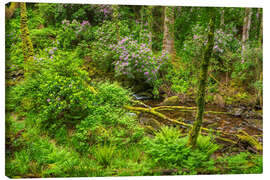 Canvastavla Stream in the enchanted spring forest - Moqui, Daniela Beyer