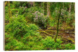 Wood print Stream in the enchanted spring forest - Moqui, Daniela Beyer