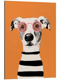 Aluminiumsbilde Portrait of a greyhound dog - EL BUEN LIMÒN