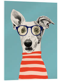 Quadro em acrílico Portrait of greyhound dog with t-shirt - EL BUEN LIMÒN