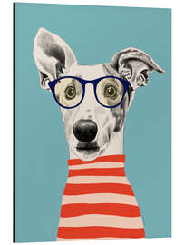 Aluminiumsbilde Portrait of greyhound dog with t-shirt