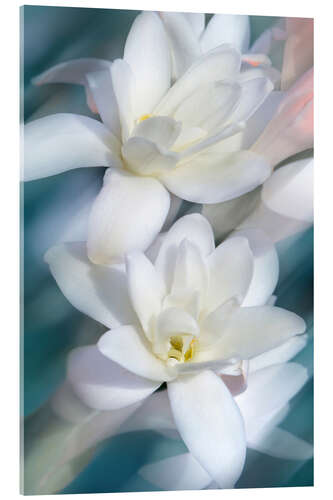 Acrylic print White Magnolias