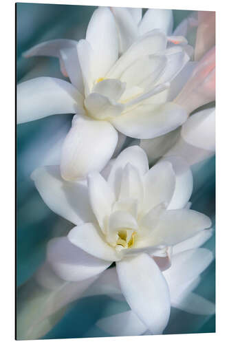 Aluminium print White Magnolias