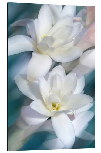 Gallery print White Magnolias