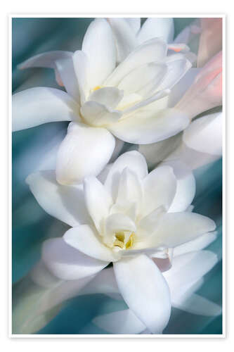 Plakat White Magnolias