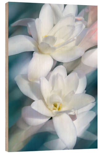 Obraz na drewnie White Magnolias