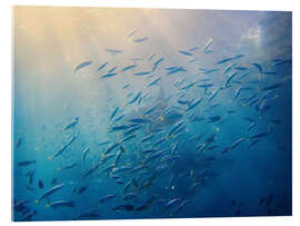 Quadro em acrílico School of mackerel, Bali Sea, Indonesia - HADYPHOTO