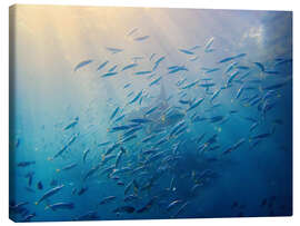 Canvastavla School of mackerel, Bali Sea, Indonesia - HADYPHOTO