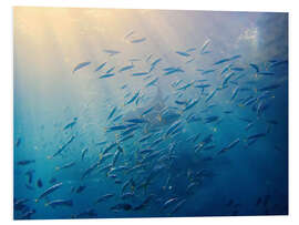 Hartschaumbild Makrelenschwarm, Balisee, Indonesien