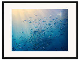Gerahmter Kunstdruck Makrelenschwarm, Balisee, Indonesien
