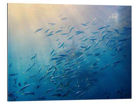 Gallery Print Makrelenschwarm, Balisee, Indonesien